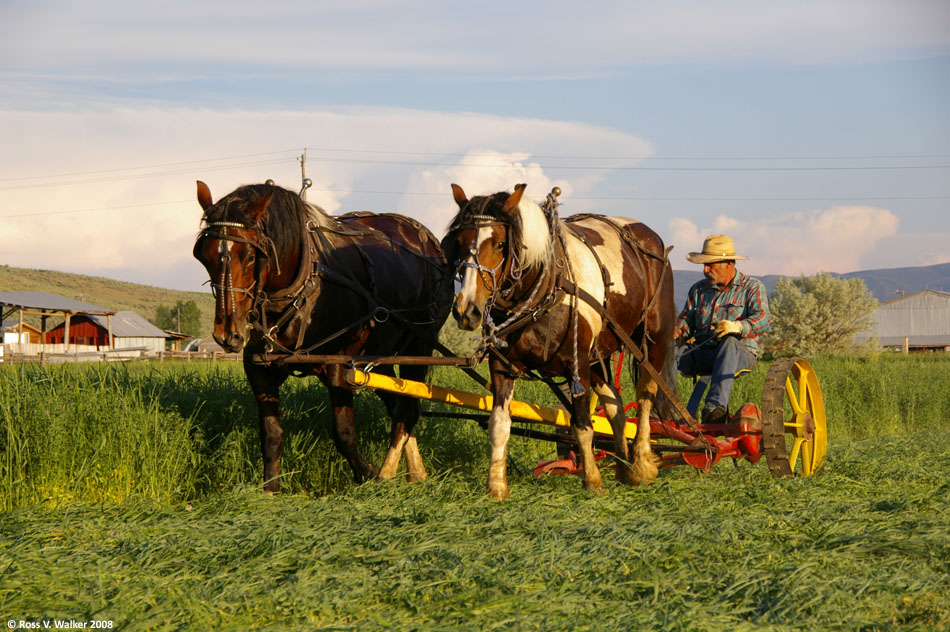 Mowing hay with a horse-drawn mower in Montpelier, Idaho