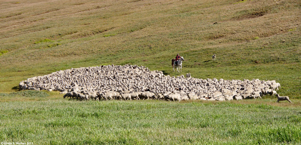 A sheepherder watches his flock in Bighorn National Forest, Wyoming