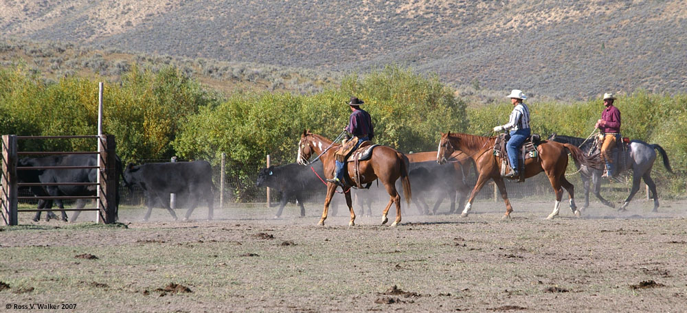 Weston cattle drive, Crow Creek Road