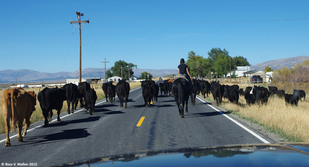 A leisurely cattle drive creates a traffic jam on UT-30 at Park Valley, Utah