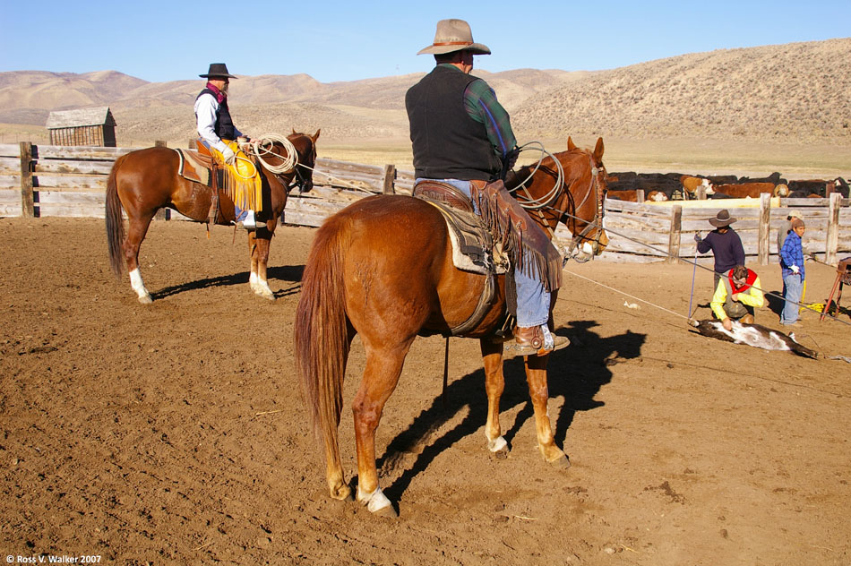 Ropers on branding day at the Hunzeker ranch, Banks Valley, Idaho