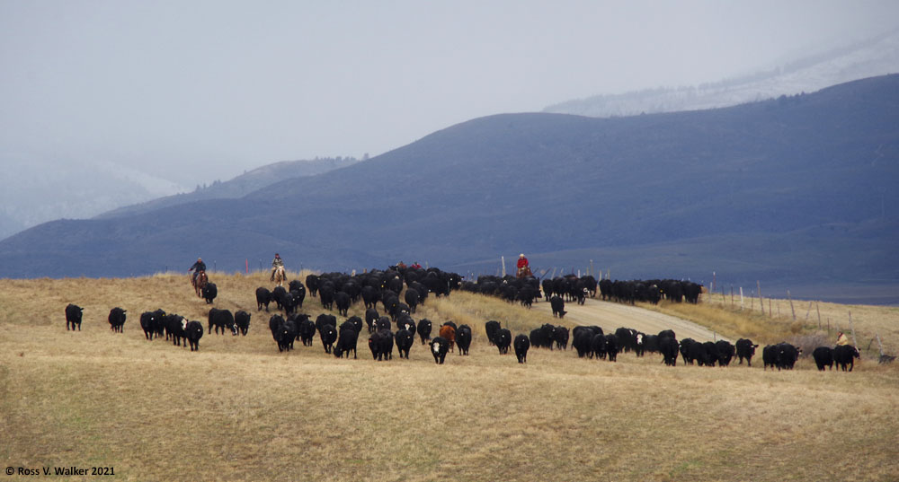 Cowboys and cowgirls move cattle down Pescadero Road, Idaho
