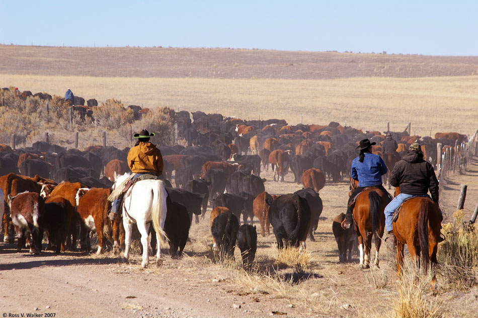 Hunzeker ranch cattle drive, Banks Valley, Idaho