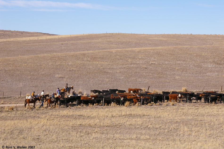 Cowboys herd cattle through dry hiills at Banks Valley, Idaho
