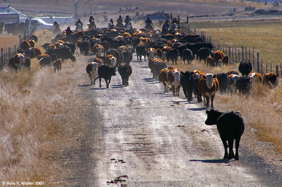 Ten cowboys herd cattle from Banks Valley, Idaho