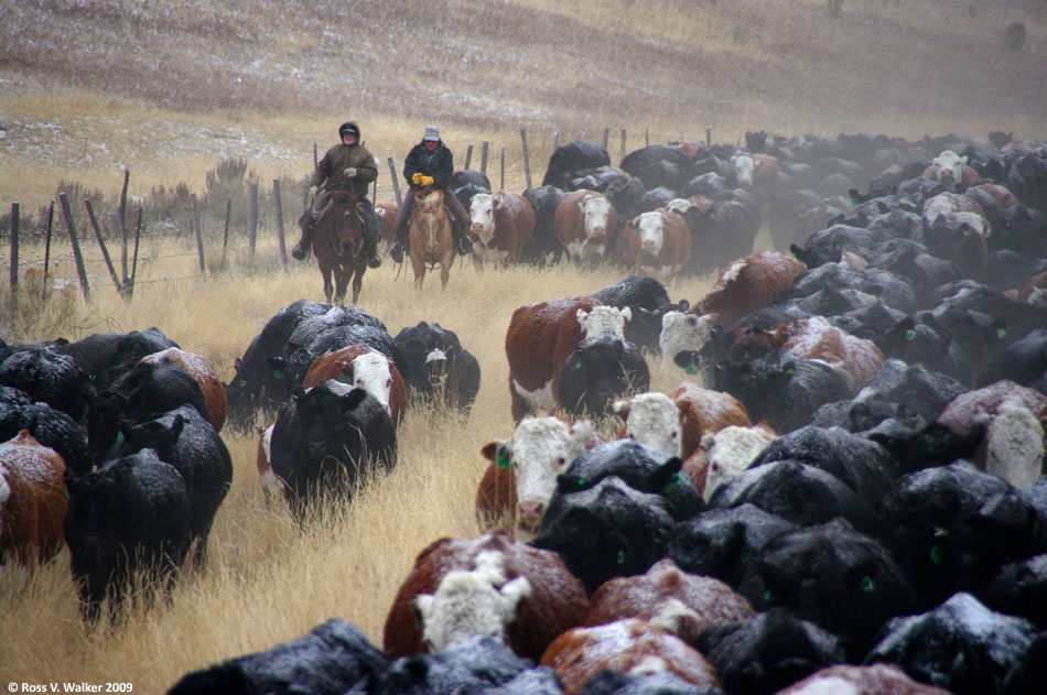 Cold snowy weather makes herding cattle a tough job in Banks Valley, Idaho