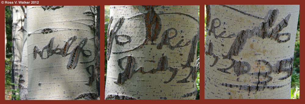 Arborglyphs wrapped around a tree, Monitor Pass, California