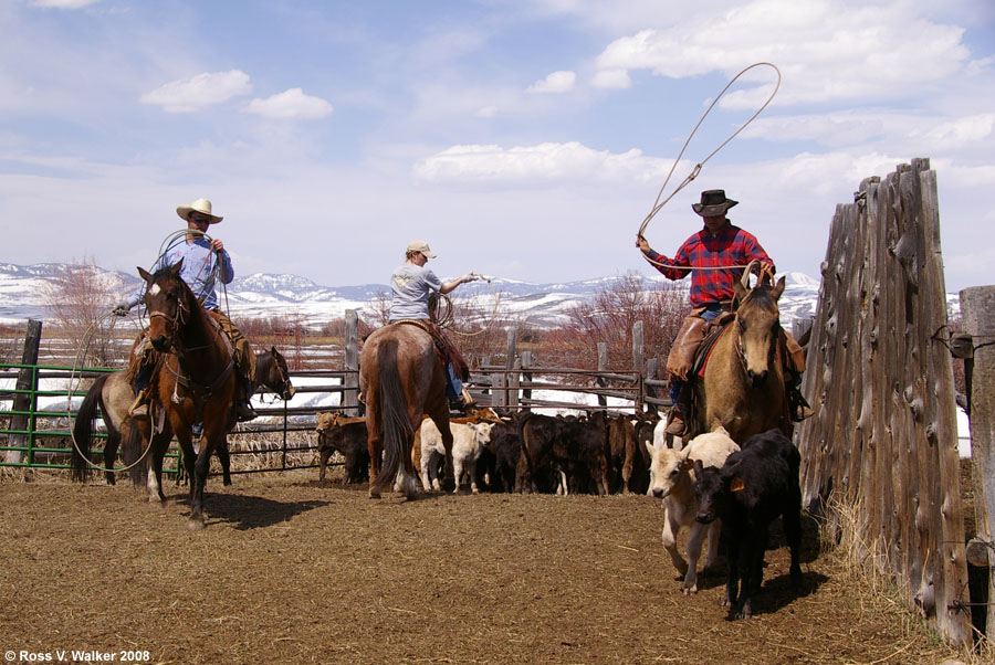 Calf ropers at branding time, Montpelier, Idaho