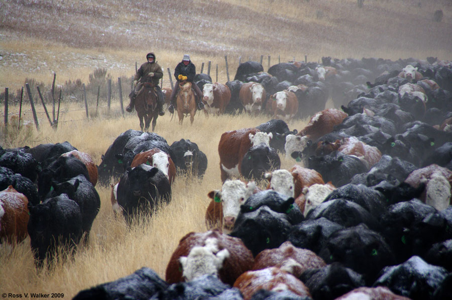 Cattle drive in light snow, Banks Valley, Montpelier, Idaho