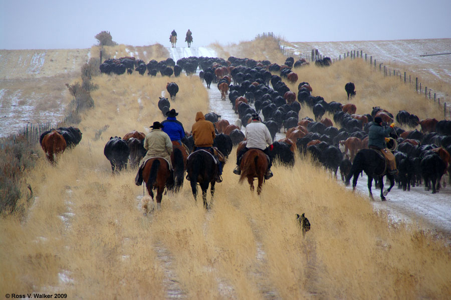 Autumn Cattle Drive from Banks Valley to Montpelier, Idaho