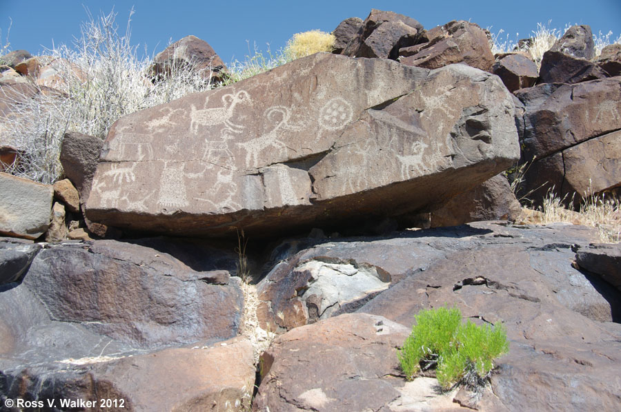 Coso bighorn sheep petroglyph panel