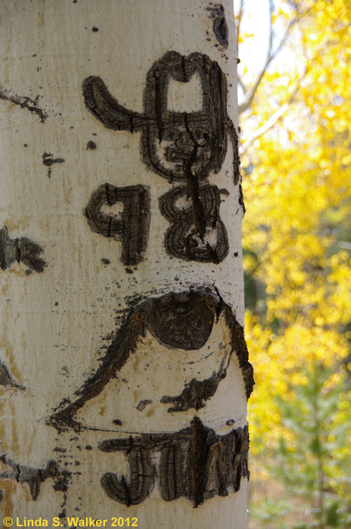 Modern cowboy arborglyph, Crow Creek Road, Bear Lake County, Idaho