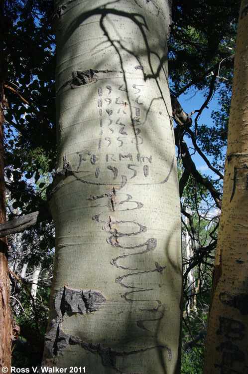 Fermin arborglyphs, Monitor Pass, California