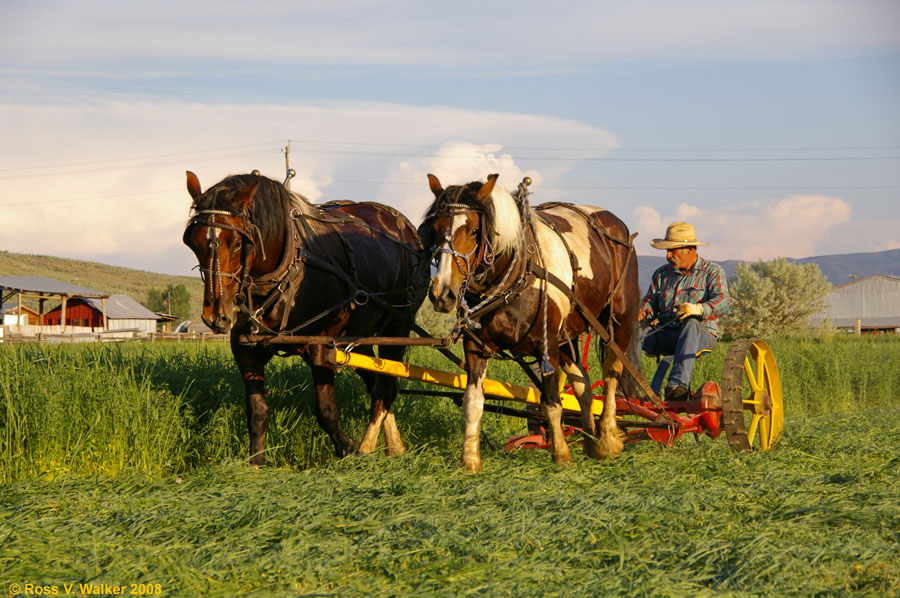 Daryl Wolstenhulme with his horse-drawn mower, Montpelier, Idaho 