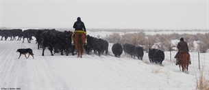 Winter cattle drive