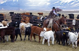 Hulme ranch cowgirl
