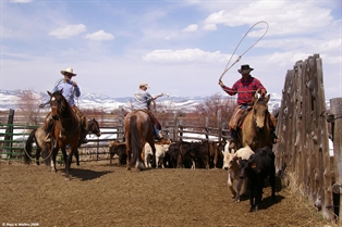 Calf ropers
