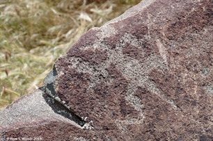 Salt River Canyon Petroglyph