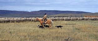 Roadside sheep