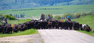 Nounan cattle drive