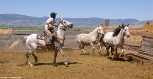 Horse training