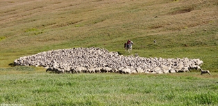 Wyoming Sheepherder