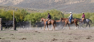 Cattle drive end