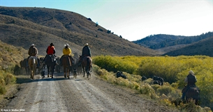 Crow Creek Road cattle drive