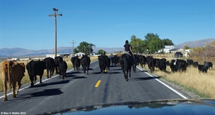 Park Valley cattle drive
