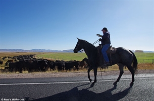 Roadside cattle drive