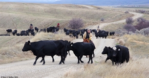 Pescadero Road cattle drive