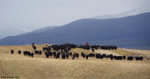 Pescadero Road cattle drive