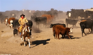 Cutting out a calf