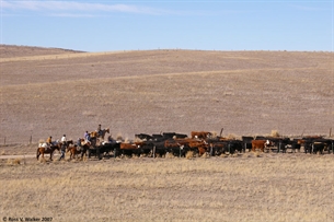 Banks Valley Cattle Drive, Idaho