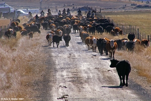 Banks Valley Cattle Drive, Idaho