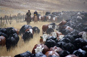 Cattle Drive, Banks Valley, Idaho