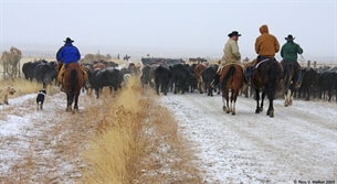 Banks Valley Cattle Drive