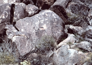 Camp Rock Spring Petroglyphs