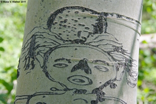 Basque Woman Arborglyph