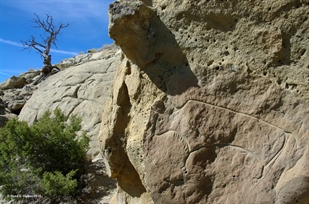 Bison Petroglyph