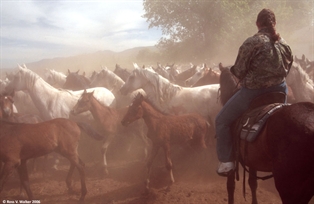 Horse roundup