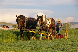 Horse-drawn mower