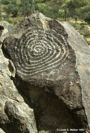 Saguaro N. P.  petroglyph