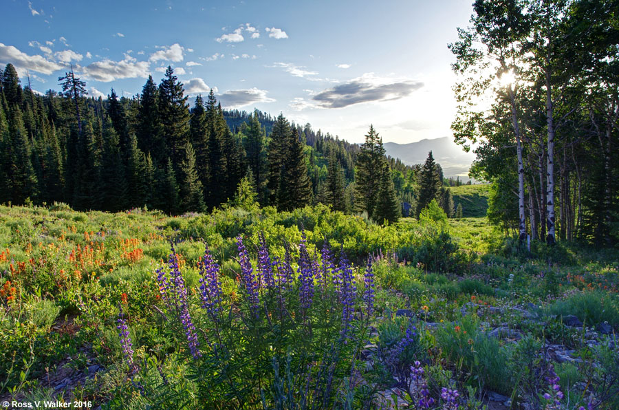 Wildflowers in the Ant Basin area of Cache National Forest, Idaho.