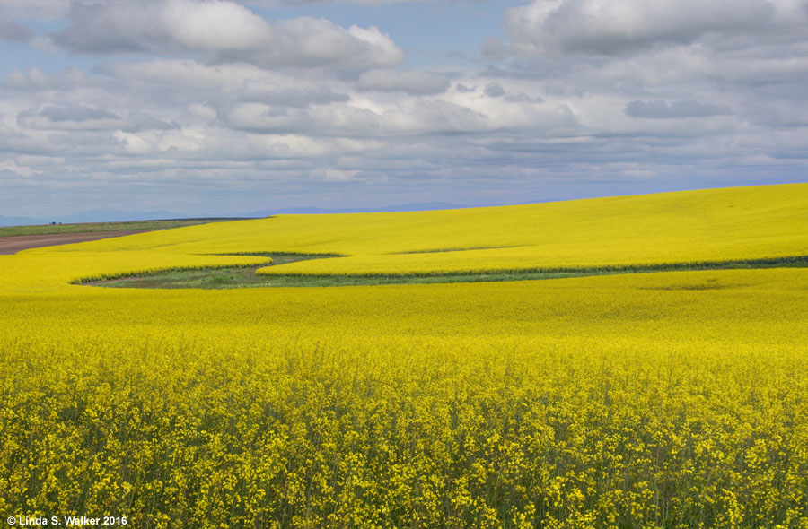 Canola field near Cottonwood, Idaho