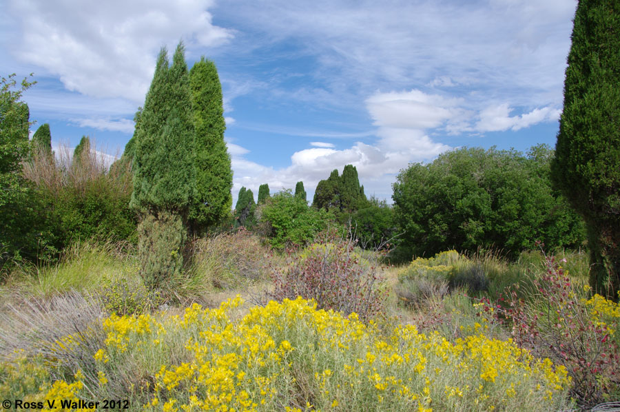 Junipers and rabbitbrush at Formation Springs Preserve, Idaho