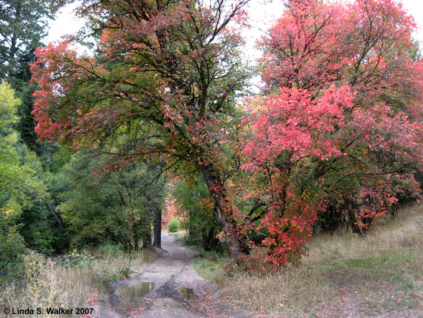 Road Through Goodenough Canyon, Idaho