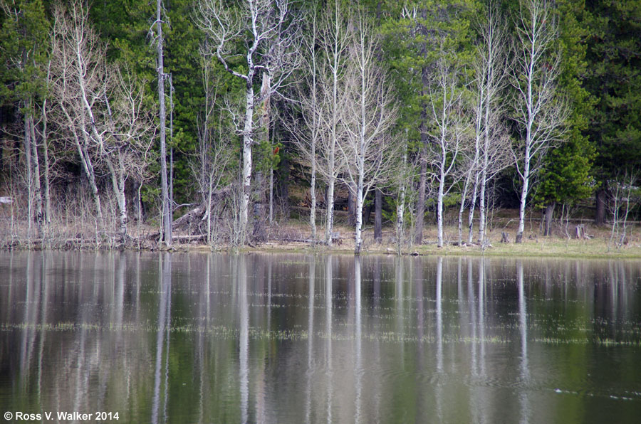 Trees reflect in a pond near Mesa Falls Scenic Byway, Idaho