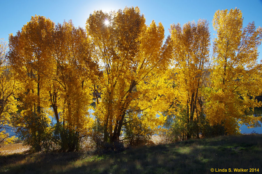 Cottonwoods glow at Foster Reservoir, Preston, Idaho