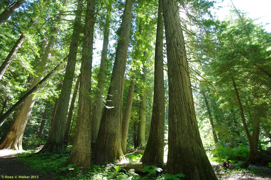 Settler's Grove, Cedar Forest near Murray, Idaho